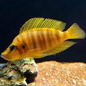 -Altolamprolgus compressiceps orange L
